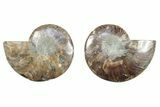 Cut & Polished, Crystal-Filled Ammonite Fossil - Madagascar #282653-1